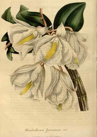 Reproducción/Reproduction 49492542267: Flore des serres et des jardins de l'Europe. A Gand :chez Louis van Houtte, eÌditeur,1845-1880.. 