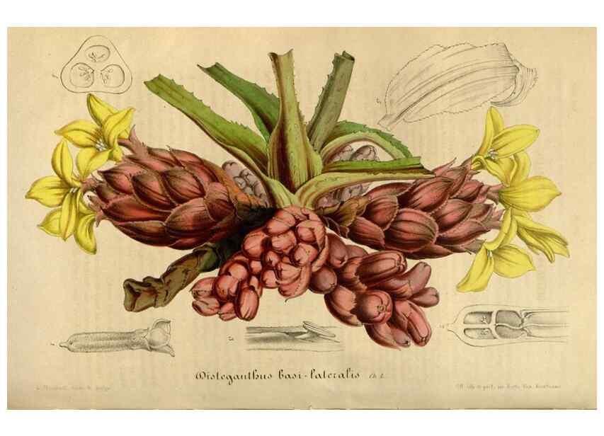Reproducción/Reproduction 49492542547: Flore des serres et des jardins de l'Europe. A Gand :chez Louis van Houtte, eÌditeur,1845-1880.. 