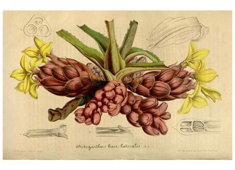 Reproducción/Reproduction 49492542547: Flore des serres et des jardins de l'Europe. A Gand :chez Louis van Houtte, eÌditeur,1845-1880.. 
