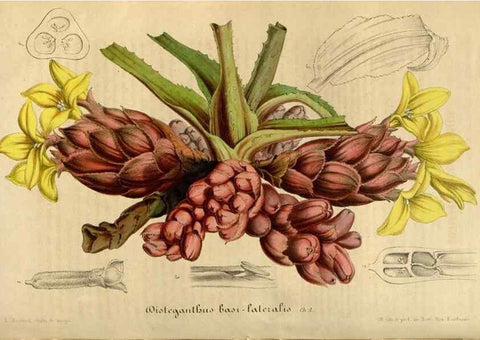 Reproducción/Reproduction 49492542547: Flore des serres et des jardins de l'Europe. A Gand :chez Louis van Houtte, eÌditeur,1845-1880.. 