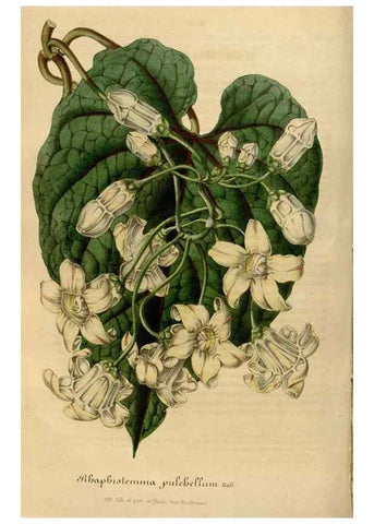 Reproducción/Reproduction 49492333946: Flore des serres et des jardins de l'Europe. A Gand :chez Louis van Houtte, eÌditeur,1845-1880.. 