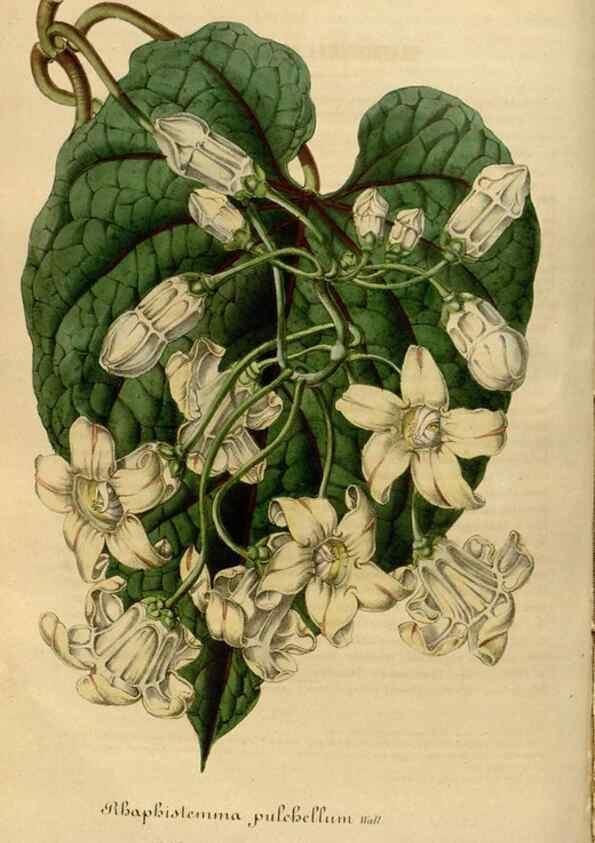 Reproducción/Reproduction 49492333946: Flore des serres et des jardins de l'Europe. A Gand :chez Louis van Houtte, eÌditeur,1845-1880.. 