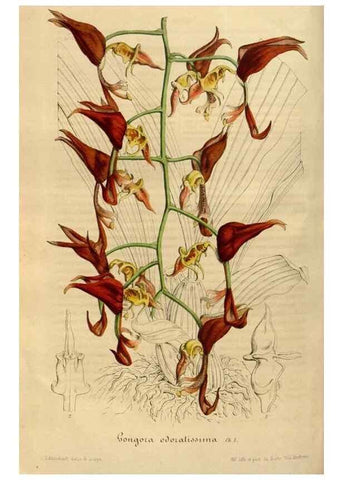 Reproducción/Reproduction 49492543082: Flore des serres et des jardins de l'Europe. A Gand :chez Louis van Houtte, eÌditeur,1845-1880.. 