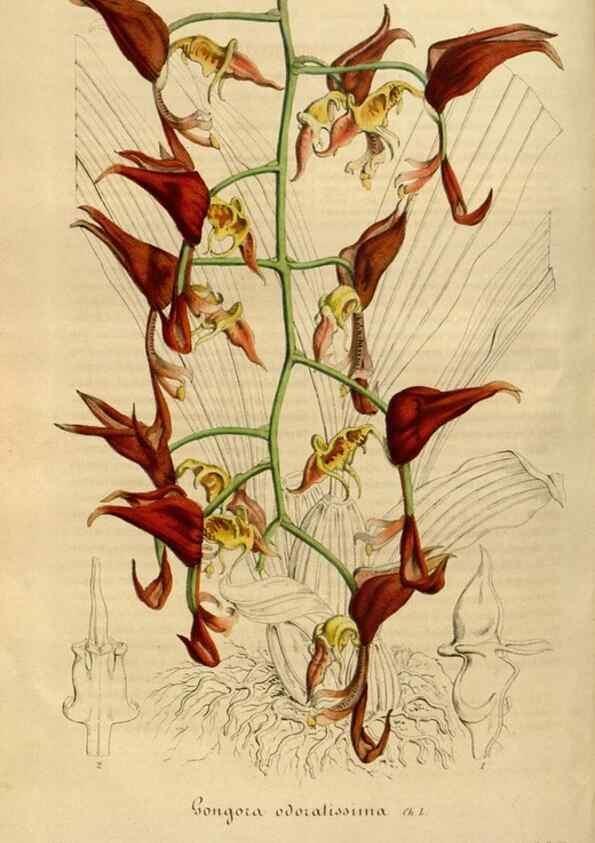 Reproducción/Reproduction 49492543082: Flore des serres et des jardins de l'Europe. A Gand :chez Louis van Houtte, eÌditeur,1845-1880.. 