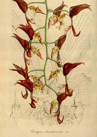 Reproducción/Reproduction 49492543082: Flore des serres et des jardins de l'Europe. A Gand :chez Louis van Houtte, eÌditeur,1845-1880.. 