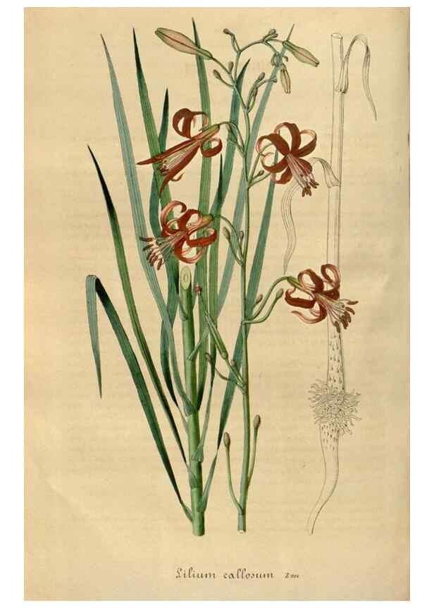 Reproducción/Reproduction 49492543367: Flore des serres et des jardins de l'Europe. A Gand :chez Louis van Houtte, eÌditeur,1845-1880.. 
