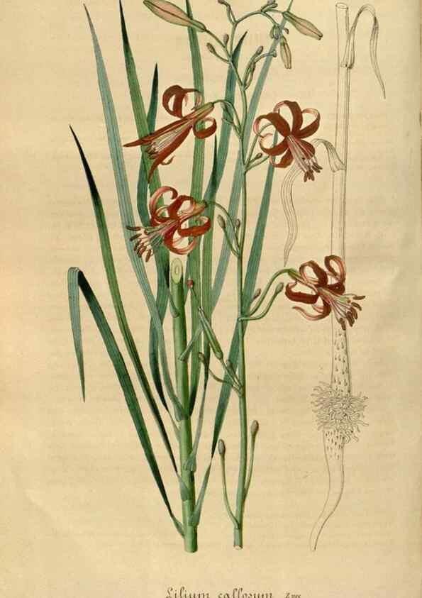 Reproducción/Reproduction 49492543367: Flore des serres et des jardins de l'Europe. A Gand :chez Louis van Houtte, eÌditeur,1845-1880.. 