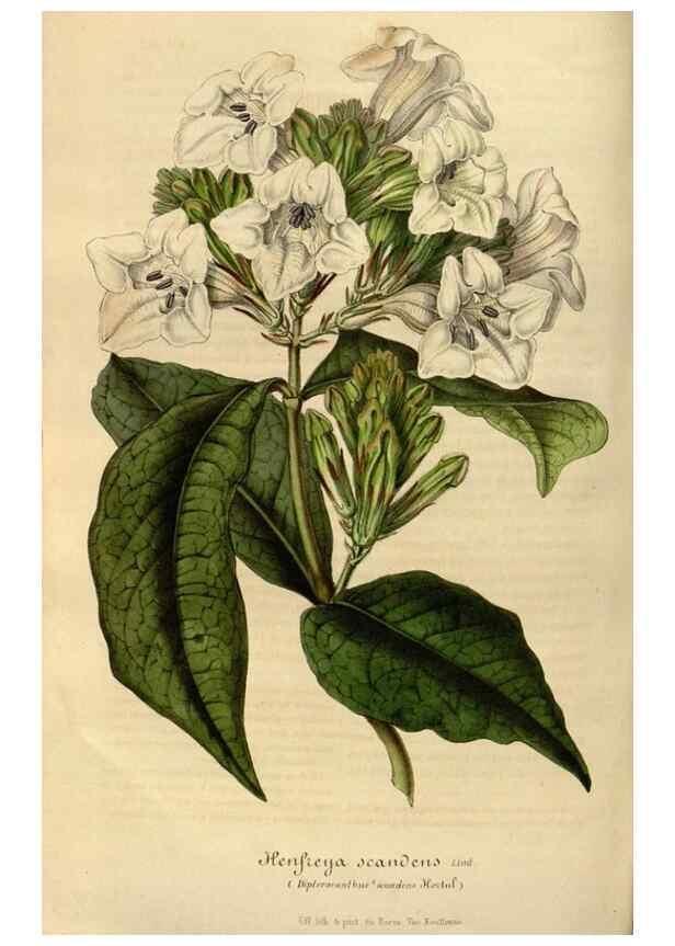 Reproducción/Reproduction 49492334656: Flore des serres et des jardins de l'Europe. A Gand :chez Louis van Houtte, eÌditeur,1845-1880.. 