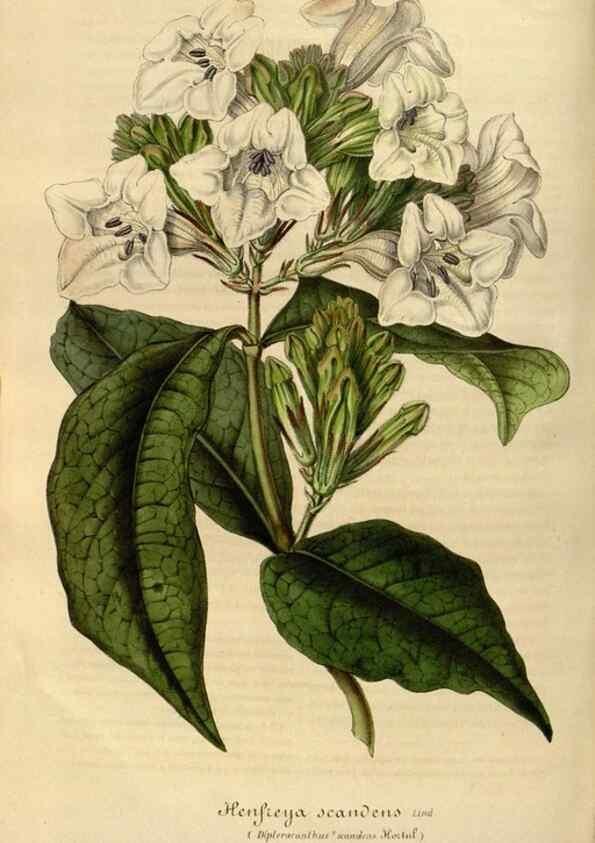 Reproducción/Reproduction 49492334656: Flore des serres et des jardins de l'Europe. A Gand :chez Louis van Houtte, eÌditeur,1845-1880.. 
