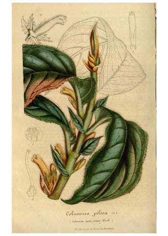 Reproducción/Reproduction 49491830578: Flore des serres et des jardins de l'Europe. A Gand :chez Louis van Houtte, eÌditeur,1845-1880.. 
