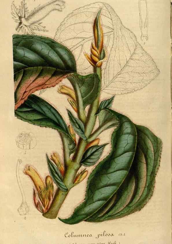 Reproducción/Reproduction 49491830578: Flore des serres et des jardins de l'Europe. A Gand :chez Louis van Houtte, eÌditeur,1845-1880.. 