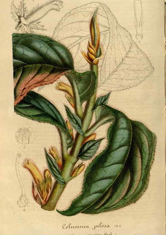 Reproducción/Reproduction 49491830578: Flore des serres et des jardins de l'Europe. A Gand :chez Louis van Houtte, eÌditeur,1845-1880.. 