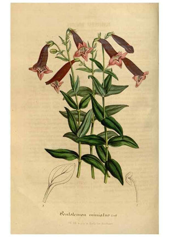 Reproducción/Reproduction 49492543962: Flore des serres et des jardins de l'Europe. A Gand :chez Louis van Houtte, eÌditeur,1845-1880.. 