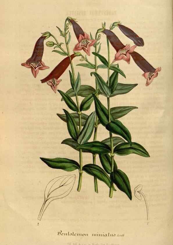 Reproducción/Reproduction 49492543962: Flore des serres et des jardins de l'Europe. A Gand :chez Louis van Houtte, eÌditeur,1845-1880.. 