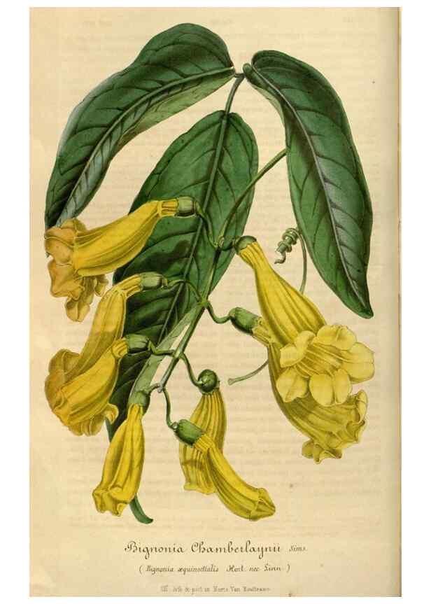 Reproducción/Reproduction 49492544652: Flore des serres et des jardins de l'Europe. A Gand :chez Louis van Houtte, eÌditeur,1845-1880.. 