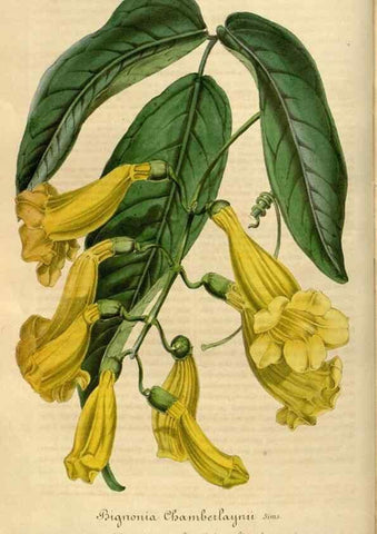 Reproducción/Reproduction 49492544652: Flore des serres et des jardins de l'Europe. A Gand :chez Louis van Houtte, eÌditeur,1845-1880.. 