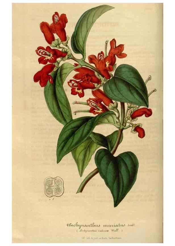 Reproducción/Reproduction 49492545077: Flore des serres et des jardins de l'Europe. A Gand :chez Louis van Houtte, eÌditeur,1845-1880.. 