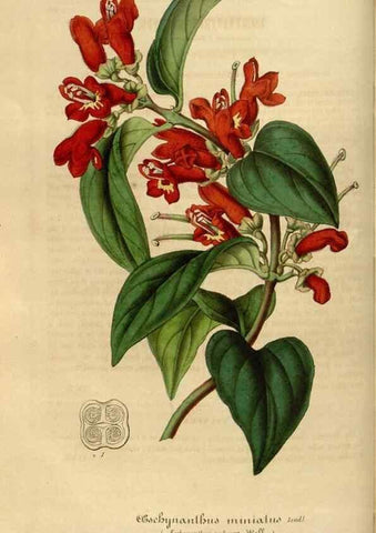 Reproducción/Reproduction 49492545077: Flore des serres et des jardins de l'Europe. A Gand :chez Louis van Houtte, eÌditeur,1845-1880.. 