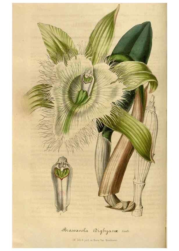 Reproducción/Reproduction 49492336336: Flore des serres et des jardins de l'Europe. A Gand :chez Louis van Houtte, eÌditeur,1845-1880.. 