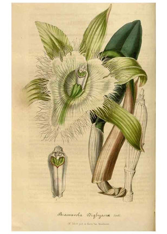 Reproducción/Reproduction 49492336336: Flore des serres et des jardins de l'Europe. A Gand :chez Louis van Houtte, eÌditeur,1845-1880.. 