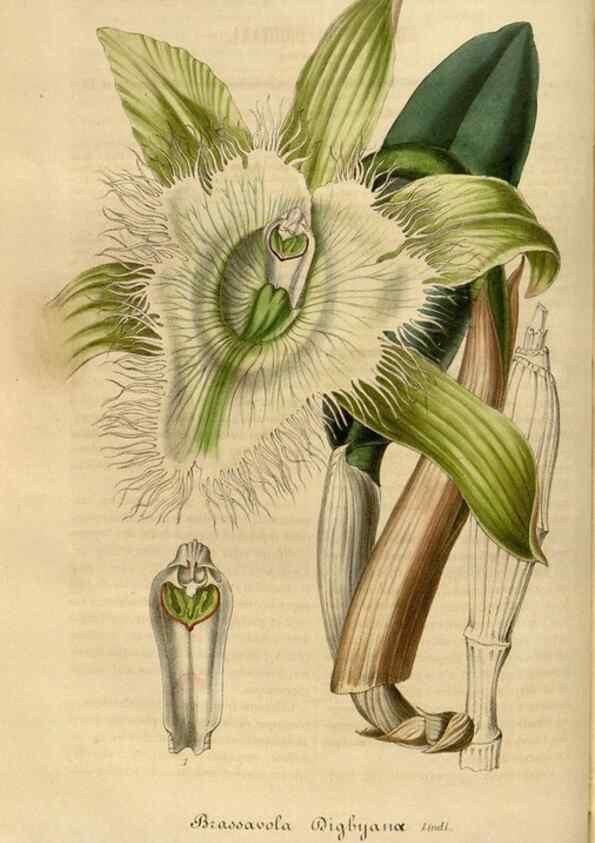 Reproducción/Reproduction 49492336336: Flore des serres et des jardins de l'Europe. A Gand :chez Louis van Houtte, eÌditeur,1845-1880.. 