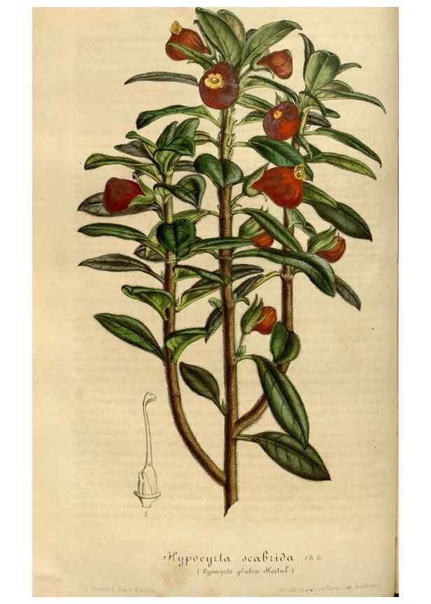 Reproducción/Reproduction 49492336601: Flore des serres et des jardins de l'Europe. A Gand :chez Louis van Houtte, eÌditeur,1845-1880.. 