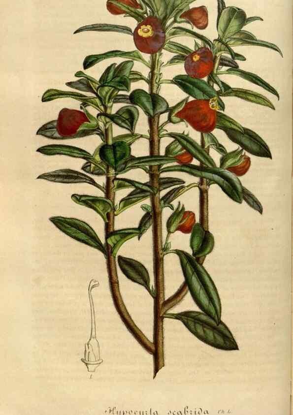 Reproducción/Reproduction 49492336601: Flore des serres et des jardins de l'Europe. A Gand :chez Louis van Houtte, eÌditeur,1845-1880.. 