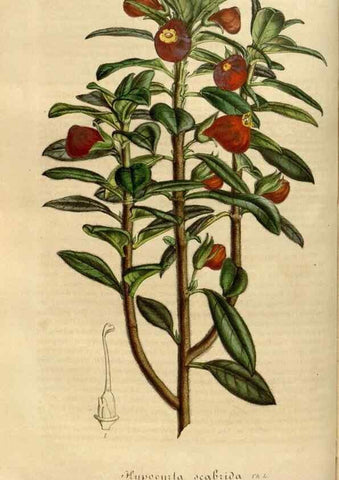 Reproducción/Reproduction 49492336601: Flore des serres et des jardins de l'Europe. A Gand :chez Louis van Houtte, eÌditeur,1845-1880.. 