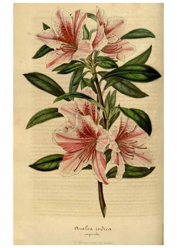 Reproducción/Reproduction 49492336986: Flore des serres et des jardins de l'Europe. A Gand :chez Louis van Houtte, eÌditeur,1845-1880.. 