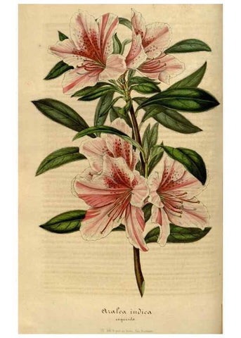 Reproducción/Reproduction 49492336986: Flore des serres et des jardins de l'Europe. A Gand :chez Louis van Houtte, eÌditeur,1845-1880.. 