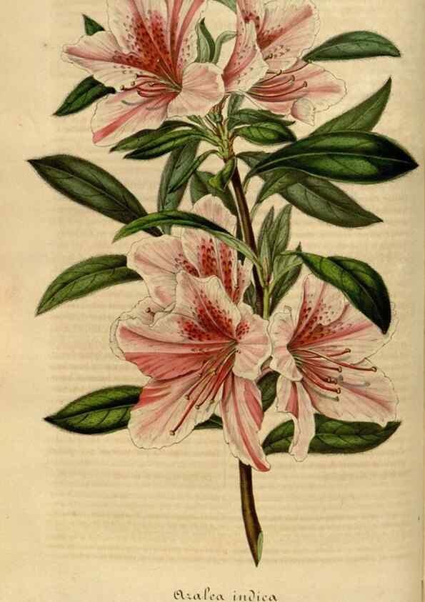 Reproducción/Reproduction 49492336986: Flore des serres et des jardins de l'Europe. A Gand :chez Louis van Houtte, eÌditeur,1845-1880.. 