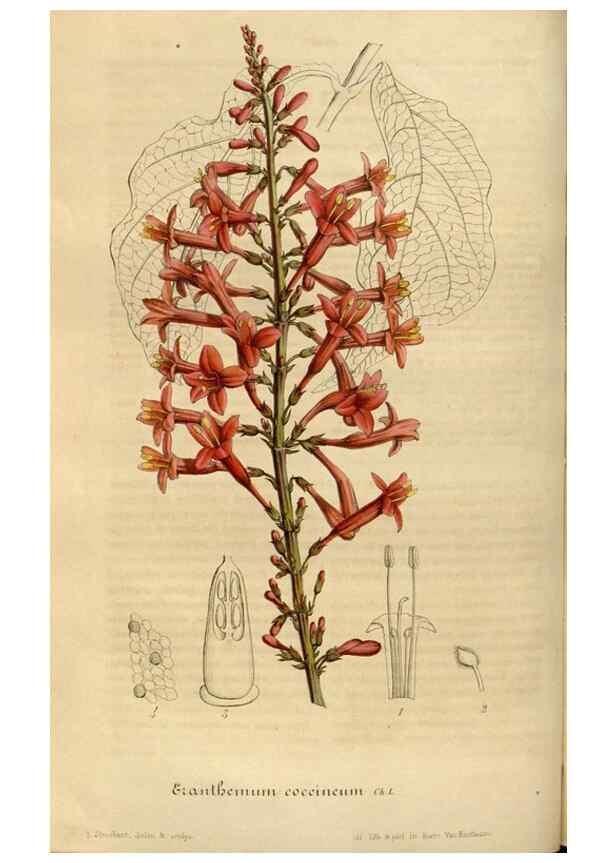Reproducción/Reproduction 49491835433: Flore des serres et des jardins de l'Europe. A Gand :chez Louis van Houtte, eÌditeur,1845-1880.. 