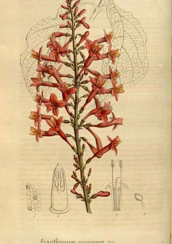 Reproducción/Reproduction 49491835433: Flore des serres et des jardins de l'Europe. A Gand :chez Louis van Houtte, eÌditeur,1845-1880.. 