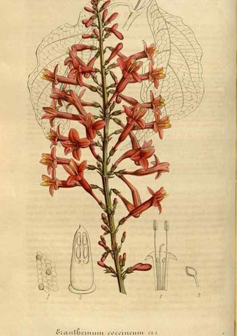 Reproducción/Reproduction 49491835433: Flore des serres et des jardins de l'Europe. A Gand :chez Louis van Houtte, eÌditeur,1845-1880.. 