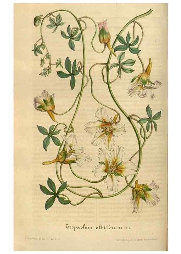 Reproducción/Reproduction 49491835793: Flore des serres et des jardins de l'Europe. A Gand :chez Louis van Houtte, eÌditeur,1845-1880.. 