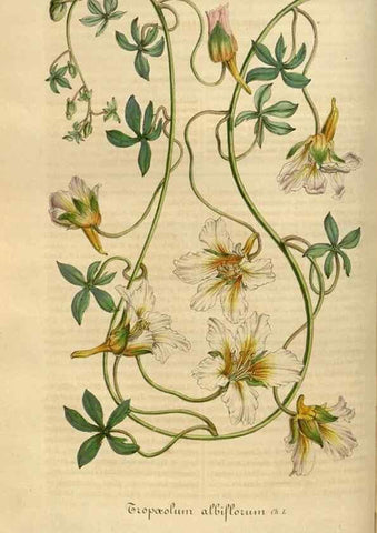 Reproducción/Reproduction 49491835793: Flore des serres et des jardins de l'Europe. A Gand :chez Louis van Houtte, eÌditeur,1845-1880.. 