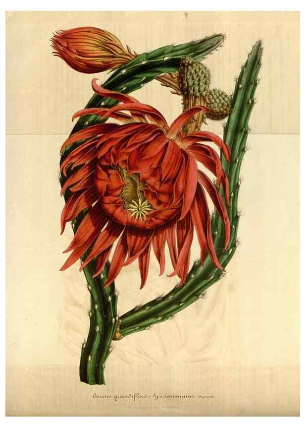 Reproducción/Reproduction 49492544217: Flore des serres et des jardins de l'Europe. A Gand :chez Louis van Houtte, eÌditeur,1845-1880.. 