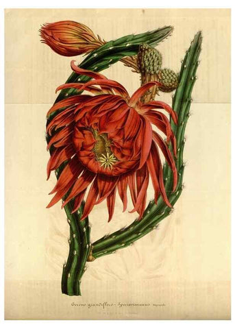 Reproducción/Reproduction 49492544217: Flore des serres et des jardins de l'Europe. A Gand :chez Louis van Houtte, eÌditeur,1845-1880.. 
