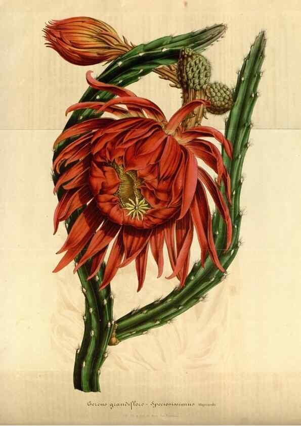 Reproducción/Reproduction 49492544217: Flore des serres et des jardins de l'Europe. A Gand :chez Louis van Houtte, eÌditeur,1845-1880.. 