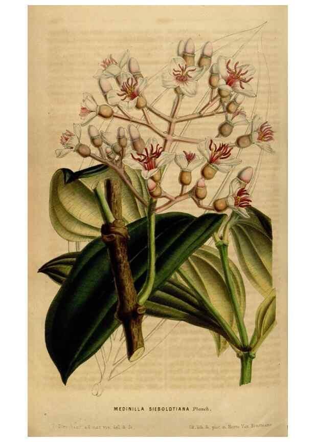 Reproducción/Reproduction 49492869092: Flore des serres et des jardins de l'Europe. A Gand :chez Louis van Houtte, eÌditeur,1845-1880.. 
