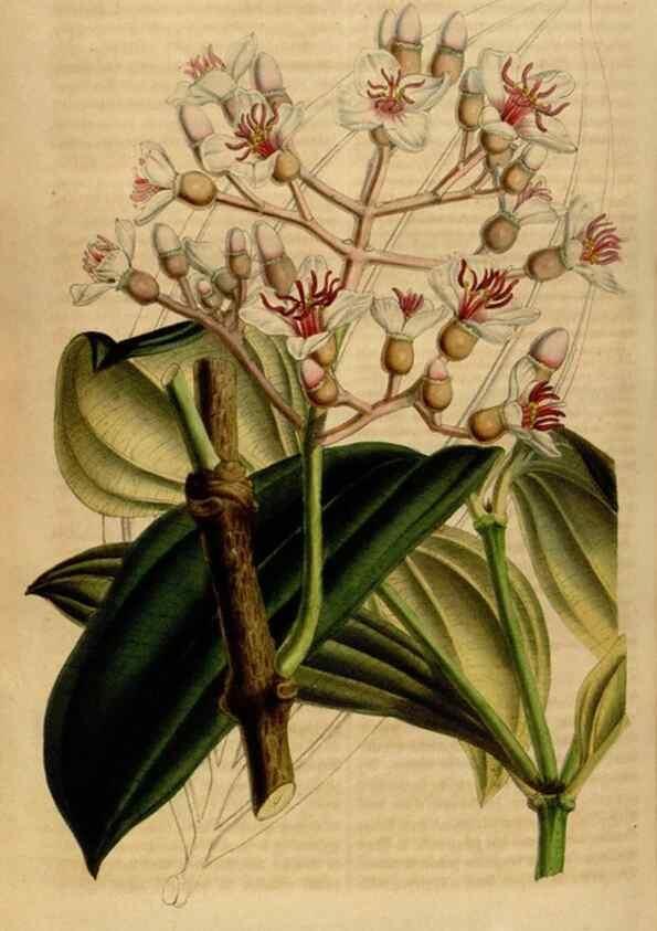 Reproducción/Reproduction 49492869092: Flore des serres et des jardins de l'Europe. A Gand :chez Louis van Houtte, eÌditeur,1845-1880.. 