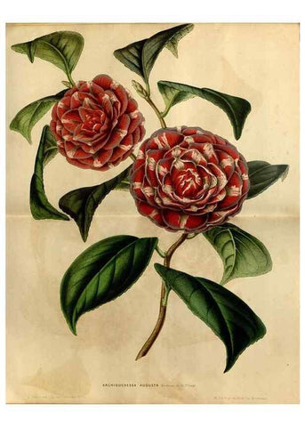Reproducción/Reproduction 49492157703: Flore des serres et des jardins de l'Europe. A Gand :chez Louis van Houtte, eÌditeur,1845-1880.. 