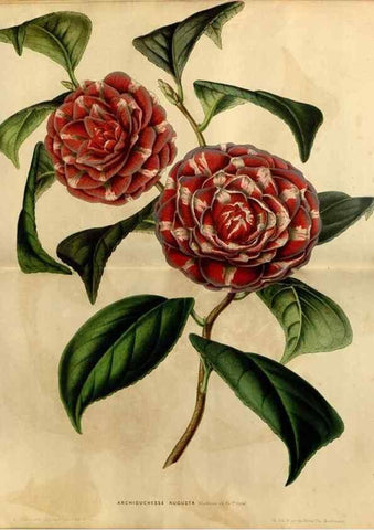 Reproducción/Reproduction 49492157703: Flore des serres et des jardins de l'Europe. A Gand :chez Louis van Houtte, eÌditeur,1845-1880.. 