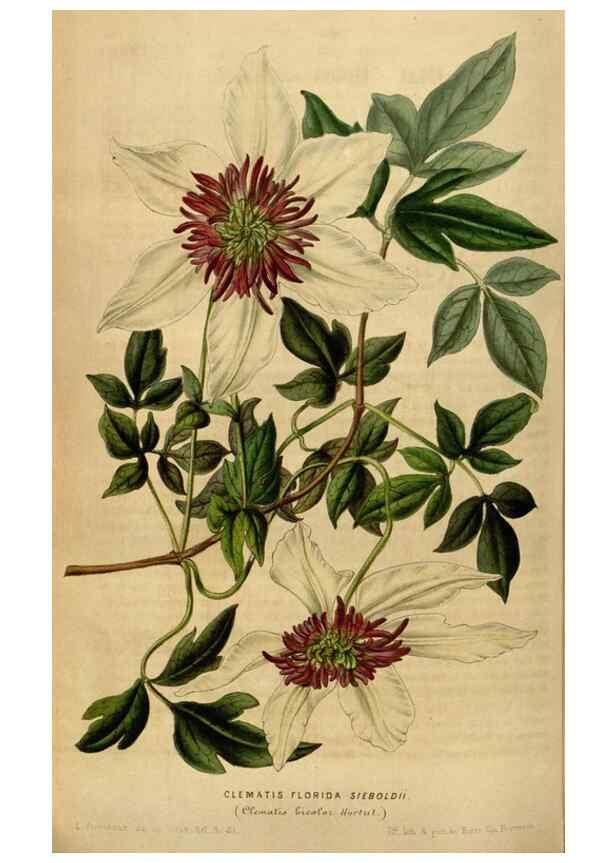 Reproducción/Reproduction 49492658611: Flore des serres et des jardins de l'Europe. A Gand :chez Louis van Houtte, eÌditeur,1845-1880.. 
