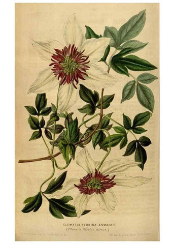 Reproducción/Reproduction 49492658611: Flore des serres et des jardins de l'Europe. A Gand :chez Louis van Houtte, eÌditeur,1845-1880.. 