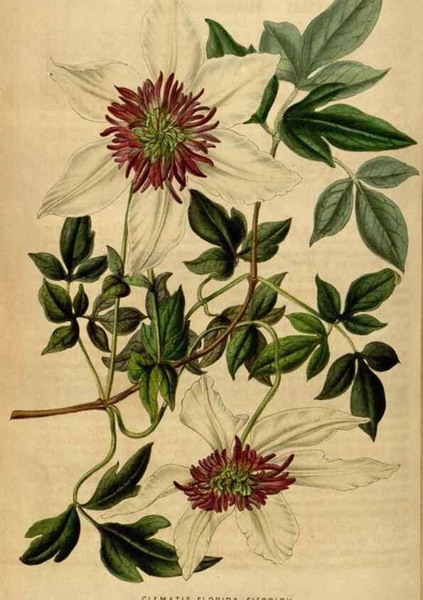 Reproducción/Reproduction 49492658611: Flore des serres et des jardins de l'Europe. A Gand :chez Louis van Houtte, eÌditeur,1845-1880.. 