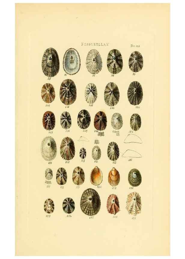 Reproducción/Reproduction 49493318962: Thesaurus conchyliorum, or, Monographs of genera of shells. London :Sowerby ...,1847-1887.. 
