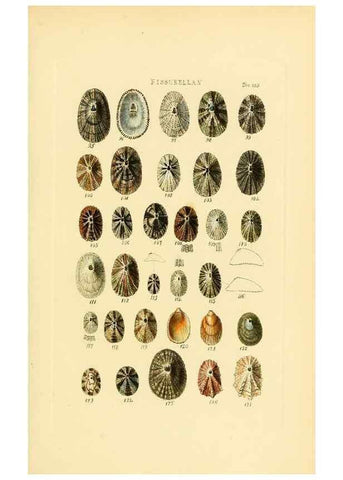 Reproducción/Reproduction 49493318962: Thesaurus conchyliorum, or, Monographs of genera of shells. London :Sowerby ...,1847-1887.. 