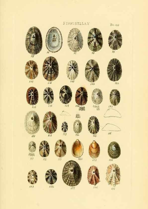 Reproducción/Reproduction 49493318962: Thesaurus conchyliorum, or, Monographs of genera of shells. London :Sowerby ...,1847-1887.. 