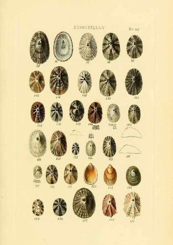 Reproducción/Reproduction 49493318962: Thesaurus conchyliorum, or, Monographs of genera of shells. London :Sowerby ...,1847-1887.. 